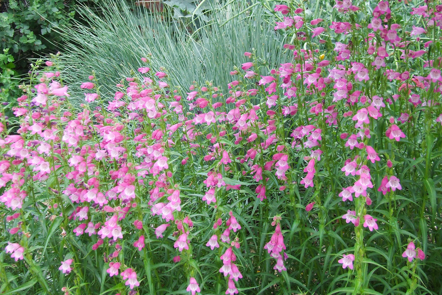 Red Rocks Penstemon